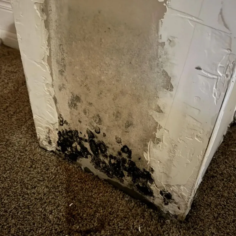 Professional Mold Removal in Bethesda, OH